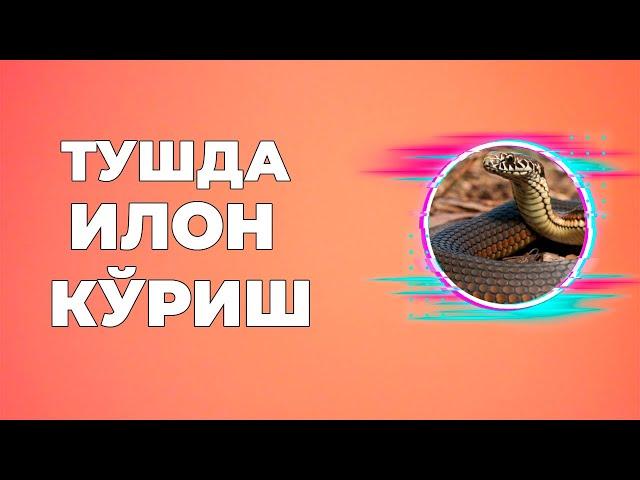 Тушда Илон куриш