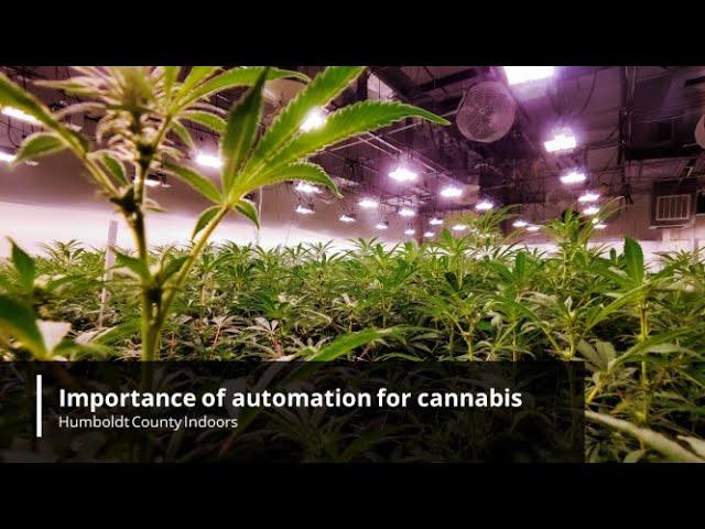 Importance of automation for cannabis production