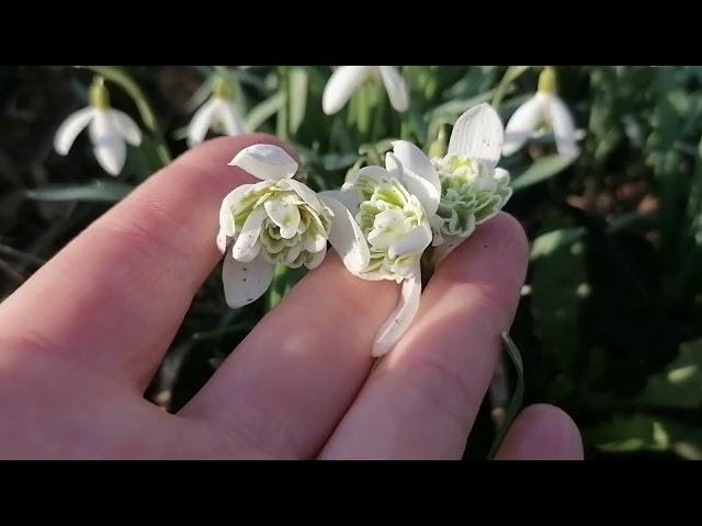 Галантусы Флоре Плено (galanthus nivalis Flore Pleno) в московском парке 29.03.2023