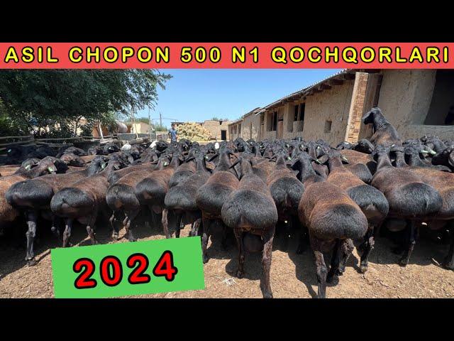 ASIL CHOPON 500 NASILLI XISSORI QOCHQORLARI  99-024-59-02