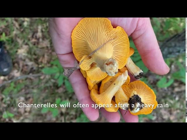 Finding and Harvesting Chanterelles