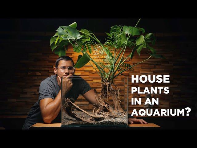 How your houseplants can THRIVE in an aquarium