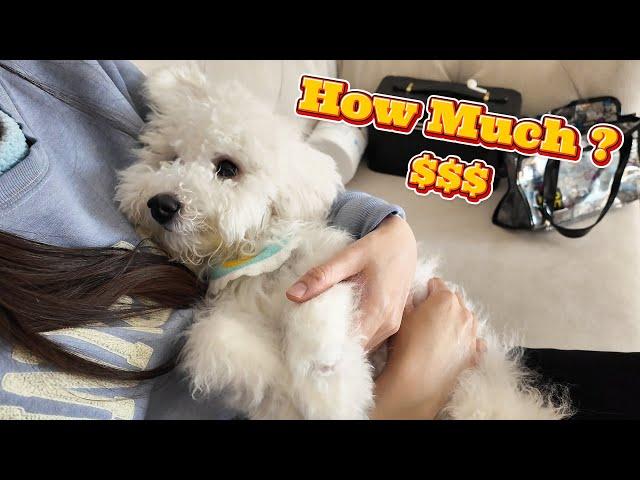 Grooming Costs of a Bichon Frise  (Budget Options & DIY)