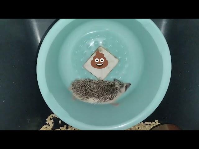  Ёжик бегает по колесу и какает. Hedgehog runs on a wheel and poops. #ezhikafro #hedgehog