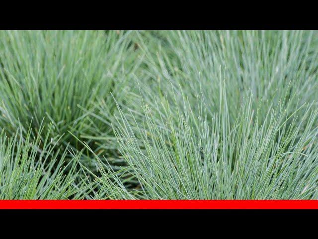 12 Best Ornamental Grasses For Your Landscape ️