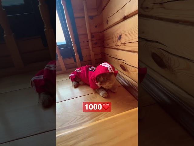 Хочу 1000 для Жорика ️ #есения #shorts #котжорик #курильскийбобтейл