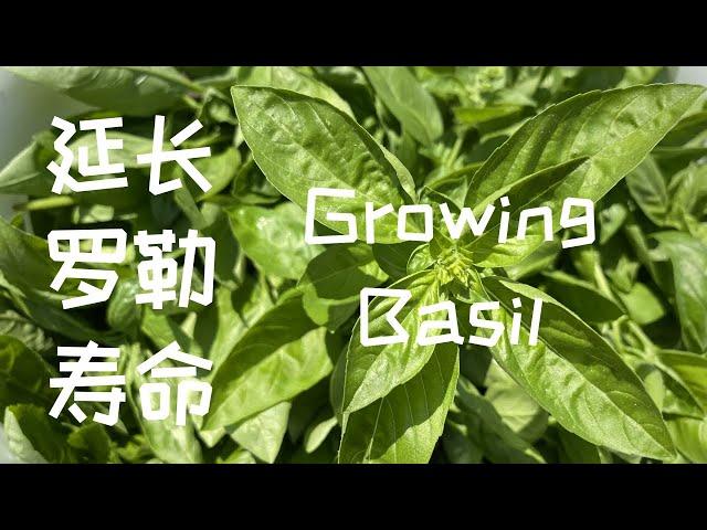 【种菜】种植罗勒Basil｜怎样延长罗勒寿命｜Extend Basil’s Growing Season