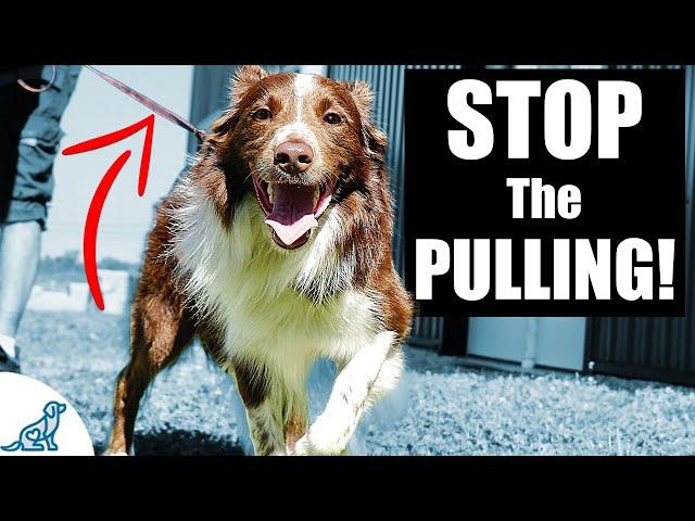 5 Quick Tips To Stop Your Dog From Pulling On The Leash