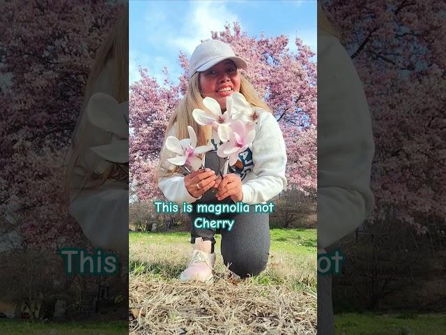 not Cherry it's magnolia