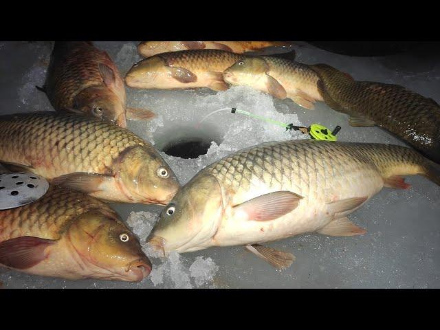 Zhor MONSTROV TEARS MORMYSHKI, RODS INTO TRUCK!!!! Winter fishing for carp