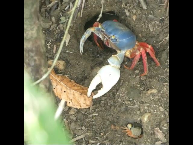 Halloween Crab in Costa Rica