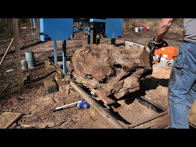 Sawing a giant root ball