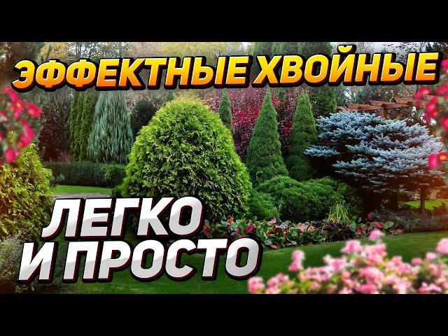  13 самых НЕПРИХОТЛИВЫХ ХВОЙНЫХ для участка (не требуют ухода)