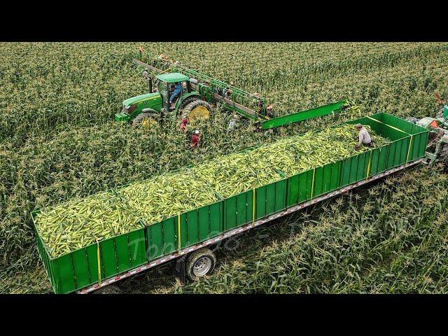 US Farmers Harvest 2.9 Billion Pounds Of Sweet Corn This Way - Farming