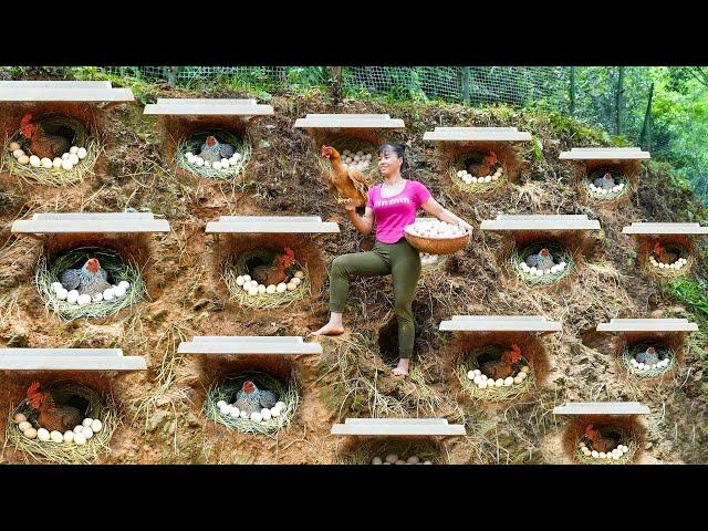 TIMELAPSE - 30 Days Build Many Nest For Hens To Lay Egg - Harvest Chicken Egg, Ducks Go To Sell