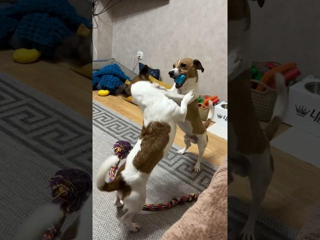 Дикий попрыгун и два Джек Рассел терьера /ч.1 #джекрасселтерьер #jackrussellterrier