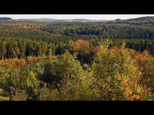 Заельцовский парк Новосибирска