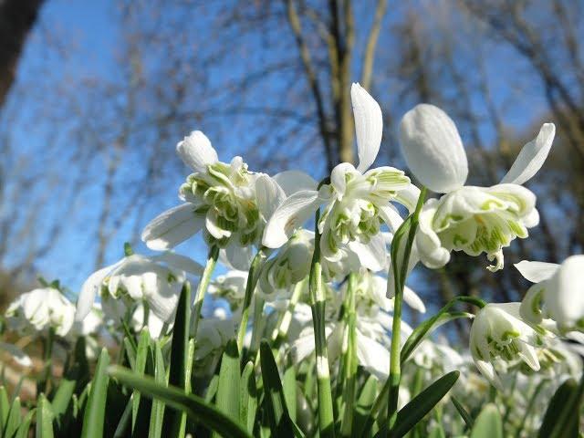 Thousands of snowdrops at  the Painswick Rococo gardens, Gloucestershire