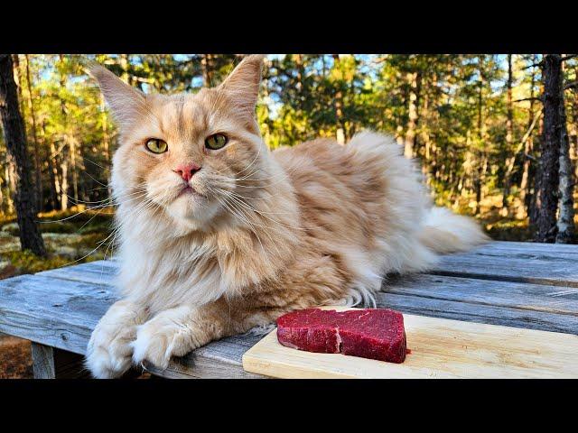 Cat Tries Moose Meat!