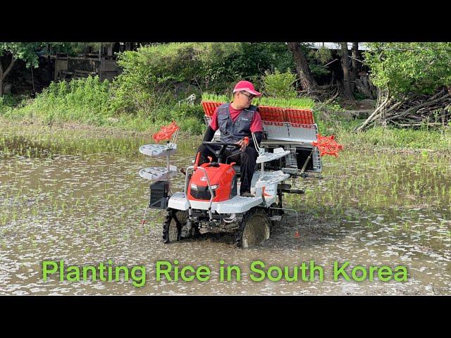 Rice Plantation in South Korea