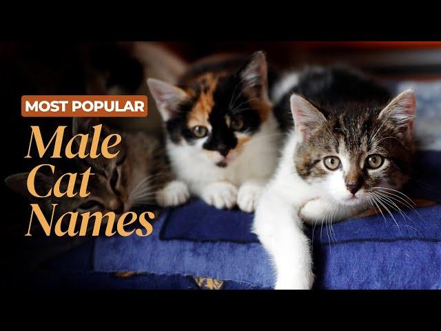 Most Popular Male Cat Names | Jungle Flicks