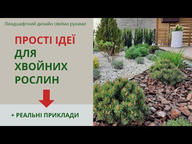 Coniferous plants in the garden: simple design ideas