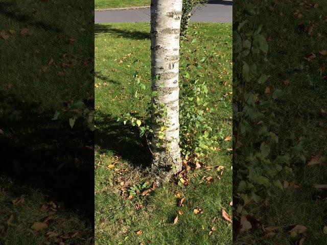 Downy Birch (Betula pubescens) - trunk - October 2017