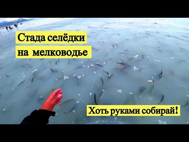 Стада селёдки на мелководье. Хоть руками собирай! // I pick herring with my hands! (Eng Subs)