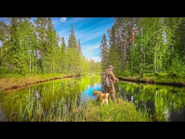 РЫБАЛКА НА ТАЁЖНОЙ РЕКЕ. ТРОФЕЙ С ПЕРВОГО ЗАБРОСА. ДИКАЯ РЕКА ПОЛНАЯ КРУПНОЙ РЫБЫ. ЛОВИМ ОКУНЯ.