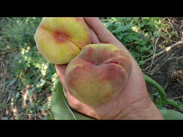 Персик Свит Багел /Peach Sweet Bagel/ - инжирный поздний сорт. Отзыв и видео от питомника Макси Сад.