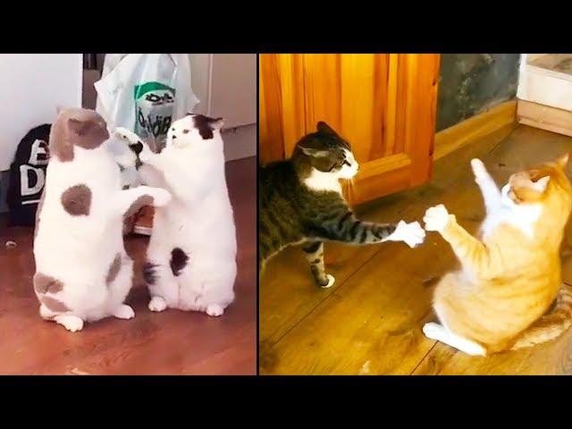 Ozzy Man Reviews: Vicious Cat Fights