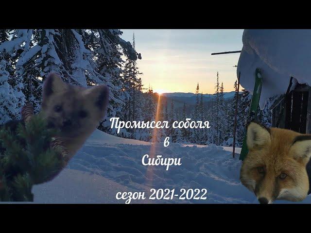 Промысел соболя капканами в Сибирской тайге. Сезон охоты 2021-2022.