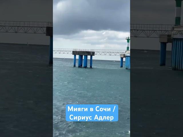 Мияги в Сочи / Сириус / Адлер #shorts