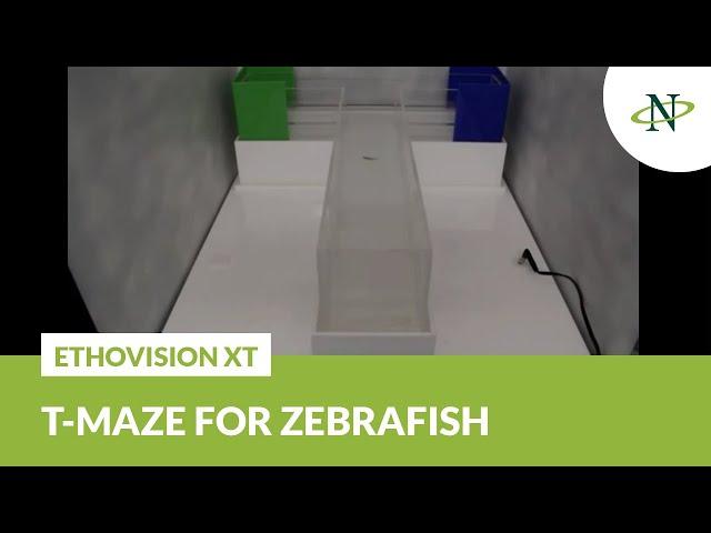 EthoVision XT - T-maze for zebrafish | Noldus Product Demo