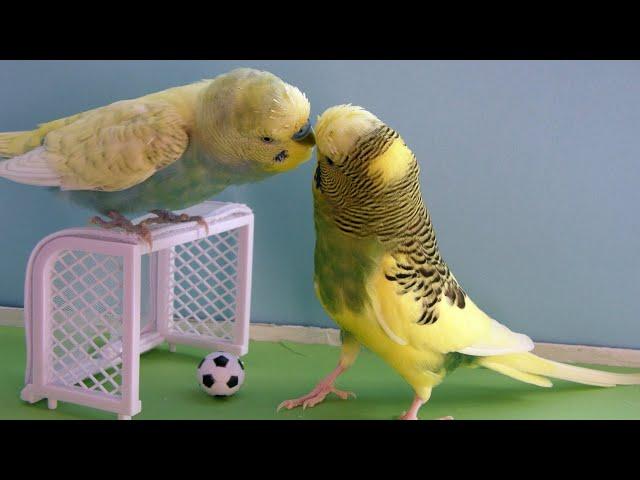 ГОВОРЯЩИЕ И САМЫЕ СМЕШНЫЕ ПОПУГАИ со всего мира | ПРИКОЛЫ С ПОПУГАЯМИ | FUNNY PARROTS часть 17