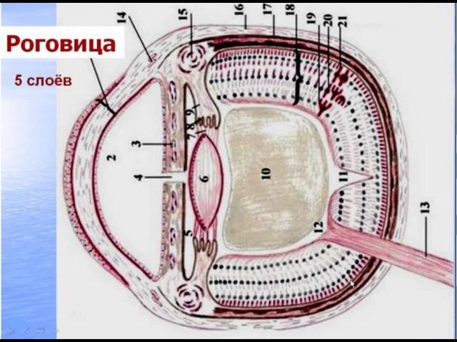 Сенсорная система - 1. Видеолекция С.М.Зиматкина (13)