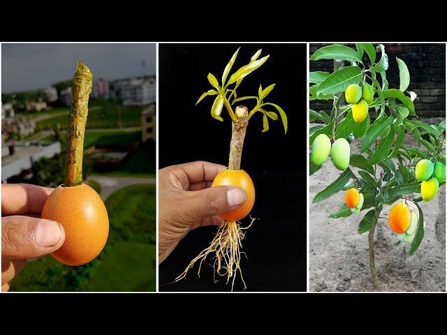 Unique skill mango tree crafting with eggs | How to growing fast | Easy method