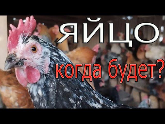 Когда будет ИНКУБАЦИОННОЕ ЯЙЦО или ремонт в курятнике