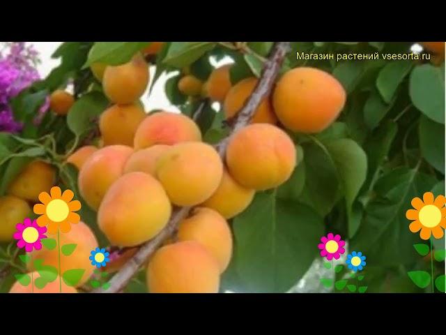 Абрикос обыкновенный Сын Краснощекого. Краткий обзор, описание prunus armeniaca Syn Krasnoshchekogo