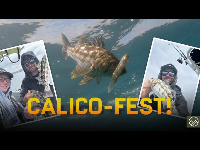 HookUps Wrecked by Calico Bass | La Jolla Saltwater Fishing