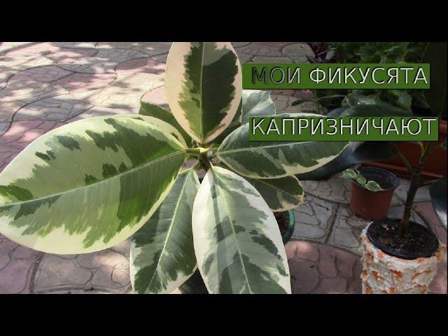 ФИКУСЫ.  ОБРЕЗКА И ЦИТОКИНИНОВАЯ ПАСТА.  ФИЛЬМ 1.