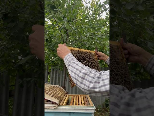 В том году эта семья еле выстояла от напада!