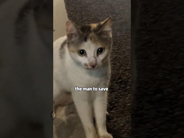 The car mom who made my cry  #cat #shortvideo #animals #catcute #rescue #love #cat