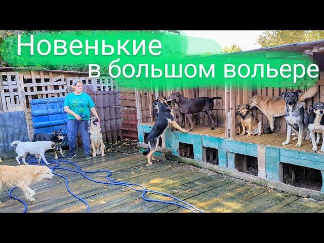 Новенькие в большом вольере