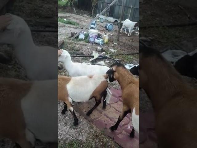 Pertenakan Kambing di Dungun