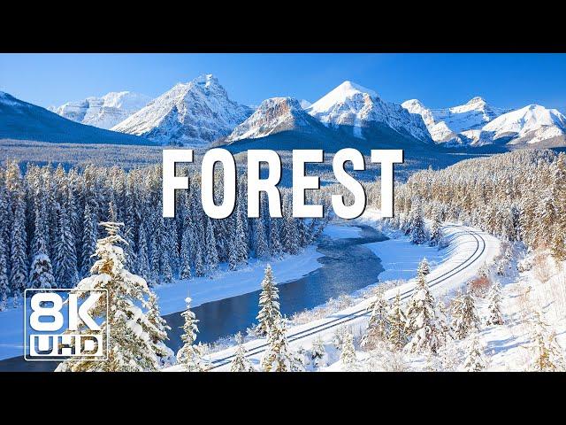 Winter Forest 8K UHD ️ Enchanted winter wonderland, Relaxing movie with soothing music.