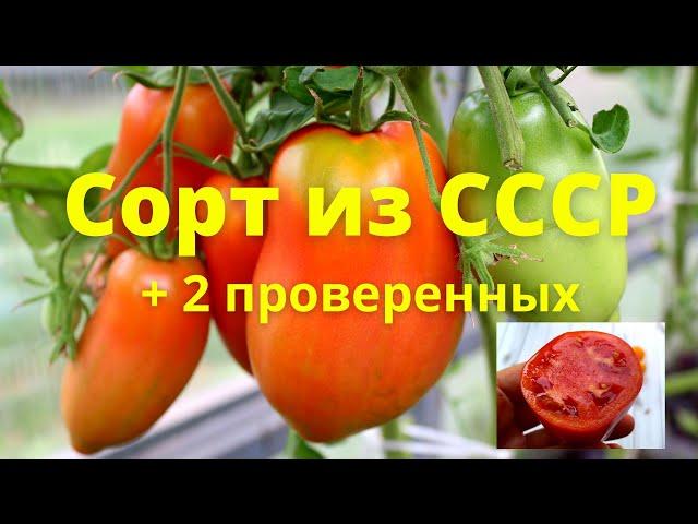 Старый Советский Сорт помидоров. Проверяю его и еще 2 хороших сорта.