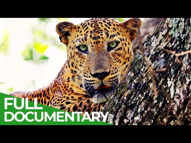 Can Sri Lanka's Leopards Survive? | Free Documentary Nature