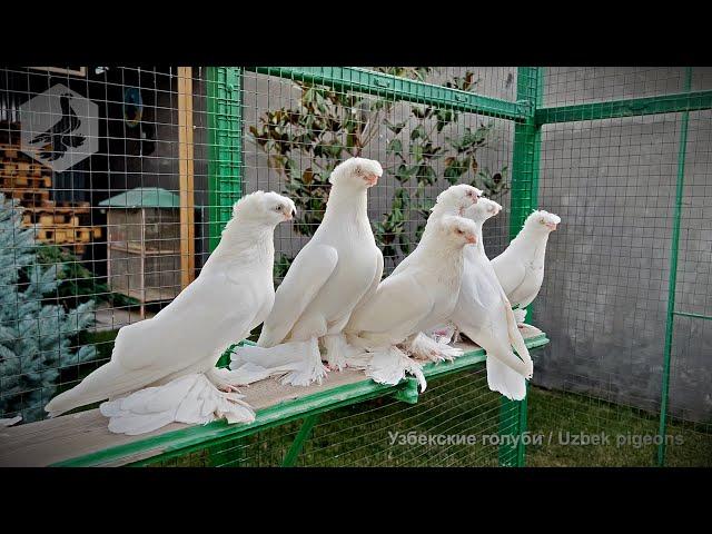 Visiting a Tashkent pigeon breeder (young pigeons for sale at the end of the video)