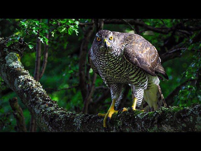 The Elusive Forest Animals of Wild Great Britain | Our World